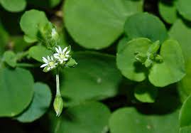 Image result for Drymaria