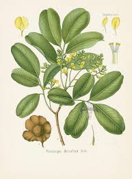 Image result for Pterocarpus