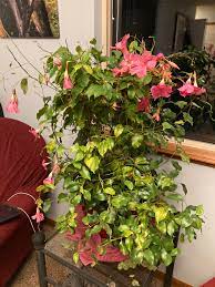 Help My Mandevilla Plant Was Loving Its Place Outside All Summer But I Brought It Inside And It S So Sad All The Flowers And Leaves Are Falling Off It S Drooping What Should