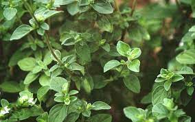 Herbs Oregano Oregano Plant Easy Herbs To Grow Perennial Herbs