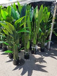 Skybird trill is the 20th and final level in dungeon keeper. Skybird Premium Artificial Plant Home Facebook