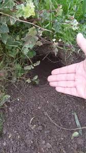 Welches Tiergrabt Solche Locher Im Garten