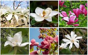 The southern magnolia (magnolia grandiflora), with its shiny, heavy, evergreen leaves and its fragrant although native to the gulf coastal plain from east texas to central florida and to the atlantic coastal the southern magnolia has come to symbolize the south and southern culture. 10 Different Types Of Magnolias Photos Garden Lovers Club