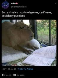 See what people are saying and join the conversation. Los Carpinchos Cautivan Las Redes Sociales El Simpatico Roedor Cobro Protagonismo Y Es Tendencia Entre Los Usuarios De Twitter Misionesonline