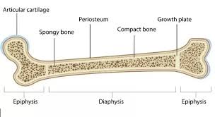 Image result for Pubic Apophysitis