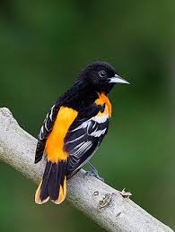 Orange Bird With Black And White Wings Baltimore Oriole Backyard Birds Oriole Bird Baltimore Orioles Birds