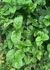 Image result for Basella alba