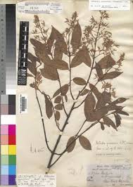 Image result for Motandra