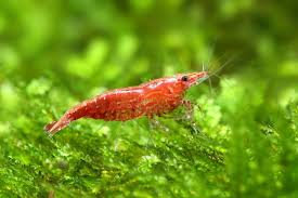 10 Best Coldwater Fish That Don T Need A Heater In 2020 Coldwater Fish Freshwater Aquarium Shrimp Freshwater Aquarium