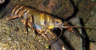 Image result for Cercestis congensis