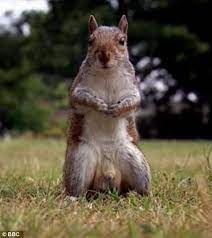 Pin On Lizzy S Squirrels