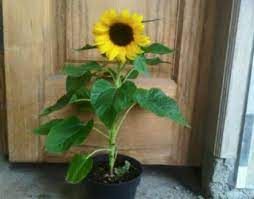 Bunga matahari atau biasa disebut sunflower tidak hanya memiliki bentuk mirip dengan matahari, tetapi pertumbuhannya juga sangat bergantung pada intensitas sinar matahari. Jual Benih Bunga Matahari Lokal Jual Bibit Bunga Murah Facebook