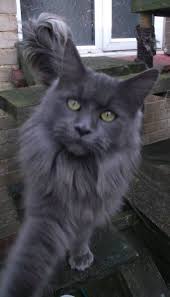 Black And Grey Maine Coon Kittens For Sale Pin On Furry Friends