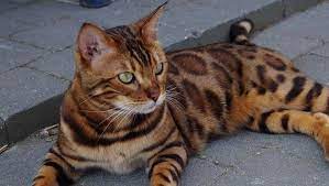 pin auf cat cats gato gatos katzen neko kakisi chat chats felinos kitty