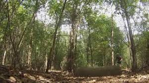 We did not find results for: Rowlett Creek Preserve Garland Mountain Biking Trails Trailforks