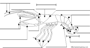 cycle 1 week 7 fill in the blank crayfish worksheet 4th