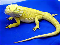 Bearded Dragon Breeders Fire And Ice Bearded Dragons For Sale