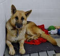 Visit us now to find the right i'm the breeder behind salty raccoon ranch german shepherds located in hillsboro, in. Indiana Pa German Shepherd Dog Meet Miley A Pet For Adoption