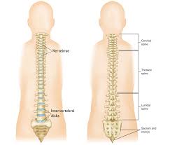 Image result for Lumbar vertebrae