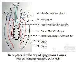 Maybe you would like to learn more about one of these? Receptacular Vs Appendicular Theory Easy Biology Class