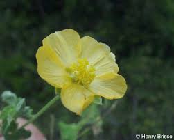 Image result for Abutilon sonneratianum