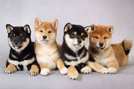 How Much Do Shiba Inu Puppies Cost My First Shiba Inu