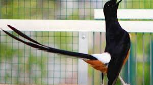 Download Suara Murai Batu Medan Terbaik Mp3 Burung Murai Binatang