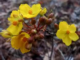 Image result for Ochna richardsiae