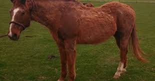 Understanding The Differences Between Ems And Ppid Horses Horse Health Nutrition Horse Life