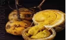 Image result for Clitandra cymulosa