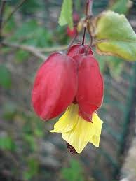 Image result for Abutilon englerianum