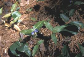 Image result for Commelinaceae