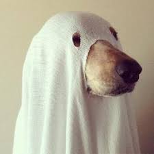 Cachorro Pensador Cachorropensa Twitter