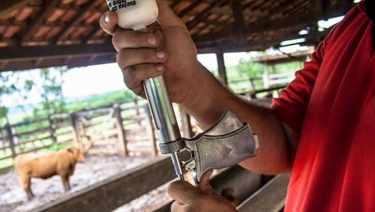 Mato Grosso celebra &uacute;ltima vacina&ccedil;&atilde;o contra febre aftosa - CompreRural