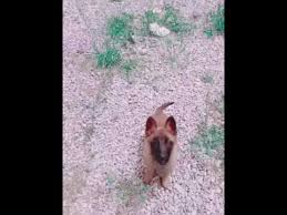 المرجوا الاشتراك في القناة و تفعيل الجرس#مالينوا #8اشهر #أمر عدم التحرك #كلب #dressage #malinois #8mois#chien#éducation. Ø¬Ø±Ùˆ Ù…Ø§Ù„ÙŠÙ†ÙˆØ§ Ù…Ø³ØªÙˆÙ‰ Ø¹Ø§Ù„ÙŠ Ù…Ù† Ø§Ù„ØªØ¯Ø±ÙŠØ¨ 3Ø£Ø´Ù‡Ø± Youtube