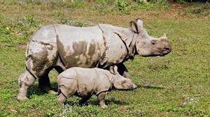 Nepal's greater one-horned rhinos | Zoological Society of London (ZSL)