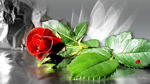 Download and use 40,000+ rose wallpaper stock photos for free. Images For Free Wallpapers Red Rose Love Single Red Rose Wallpaper Free Download 1920x1080 Wallpaper Teahub Io