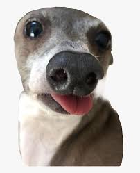 Op i cannot tell you how much seeing kermit means to me and my husband. Kermit Cermet Jennamarbles Peach Paesh Nervous Jenna Marbles Peach Png Transparent Png Kindpng