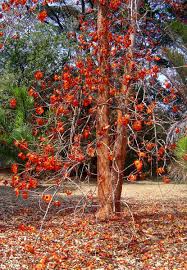 Image result for Fernandoa magnifica