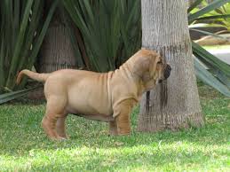 O shampoo para cachorro filhote é desenvolvido com ingredientes especiais para essa fase da vida do animal. Pin Em Mascotas