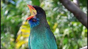 Mantap Suara Burung Tengkek Buto Gacor Eurystomus Orientalis Youtube