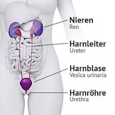 Erklarung Harnwege Bildung Reproductive Health Medicine Student Nursing School Notes