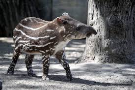 Szent iván napja, ami a nyári napfordulóhoz köthető. Csikos Kis Tapirlany Az Allatkert Buszkesege Friss Fotokon A Tunderi Kolyok Terasz Femina