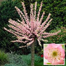 Maybe you would like to learn more about one of these? Flowering Cherry Almond Prunus Triloba Standard Yougarden