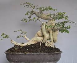 Cara Merawat Bakalan Bonsai Serut
