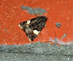 Image result for Lobesia botrana grapevine