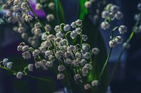 Check spelling or type a new query. Moon Garden Designing Your Garden For The Nighttime Primrose Blog
