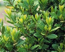 We did not find results for: Planter Et Prendre Soin Du Laurier Mon Jardin Ideal