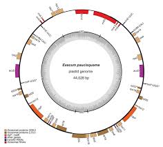 Image result for Exochaenium