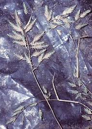 Image result for Eragrostis caespitosa